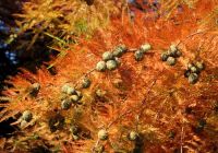  - Kattinson a nagyobb méretért