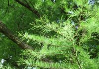  - Kattinson a nagyobb méretért