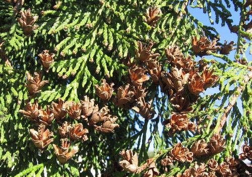 Thuja plicata ri s tuja