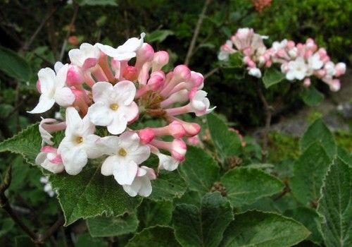 Viburnum carlesii (Illatos bangita)