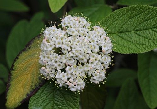 Viburnum rhytidophyllum (Ráncoslevelű bangita) 30-40 cm