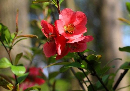 Chaenomeles speciosa 'Rubra Grandiflora' (Piros virágú japánbirs)