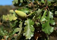 Quercus lobata (Kaliforniai fehér tölgy)