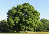 Quercus x turneri  'Pseudoturneri' (Turner tölgy)