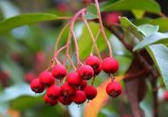 Photinia davidiana 'Palette' (Vietnami korallberkenye)